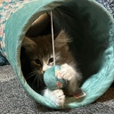 Zolux ethi'cat tunneli