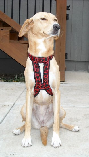 HDA Hound harness