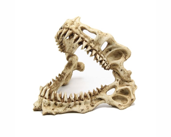 BlueBelle Shark Skull 19*17*15cm