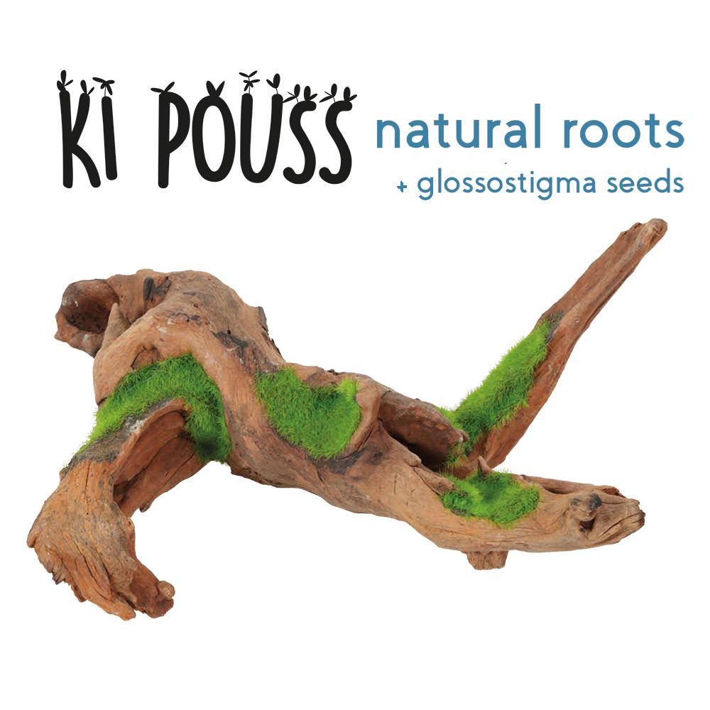 Zolux KiPouss Malaysia root M