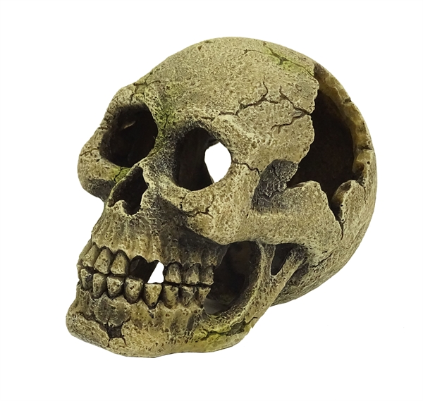Blue Belle Pacific Skully 9cm