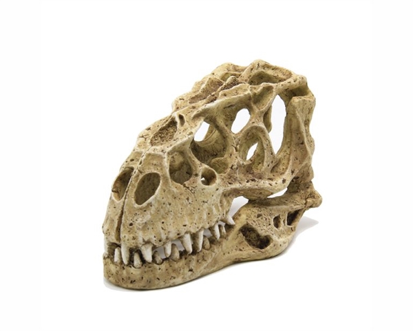 Blue Belle Dinosaur skull 24*14*15cm