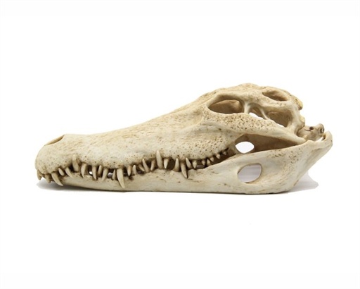 [0040638] BlueBelle Crocodile skull 28*13*10cm