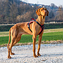 Ferplast Genius valjas M