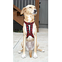 HDA Hound harness