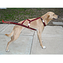 HDA Hound harness